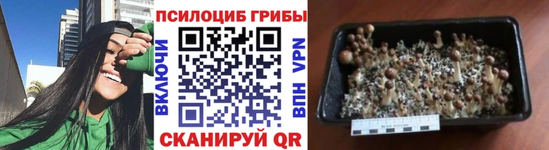 blacksprut ссылка  Емва  Псилоцибиновые грибы Psilocybe 